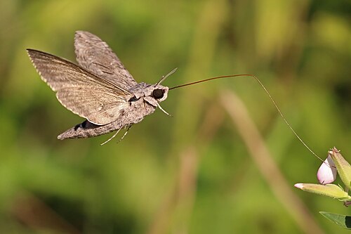 Agrius convolvuli, by Charlesjsharp