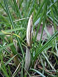 Crocus biflorus closed