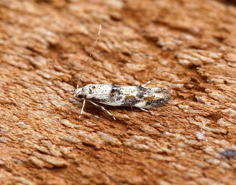 File:Dystebenna stephensi (2).jpg