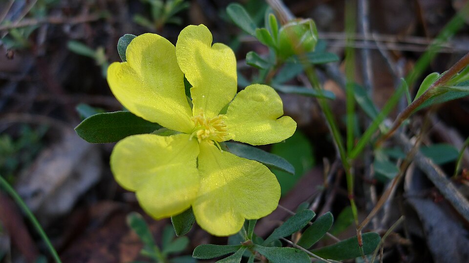 File:Hibbertia obtusifolia flower (8703311185).jpg