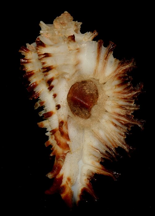 File:Homalocantha seduncus.jpg