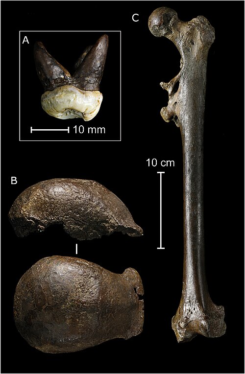 File:Java Man holotype.jpg