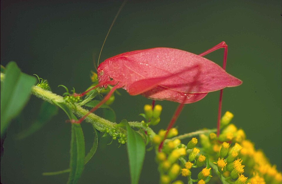 File:Katydid on early goldenrod microcentrum retinerve.jpg
