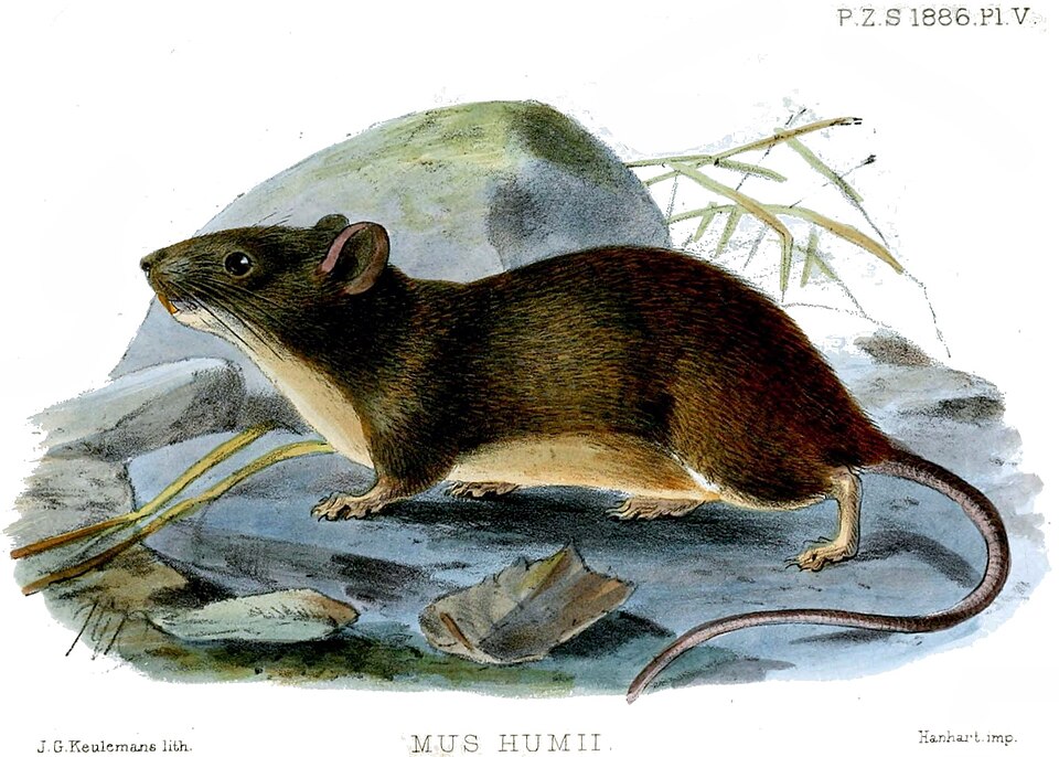 File:MusHumiiKeulemans.jpg