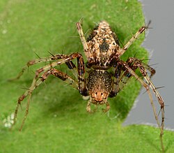 female