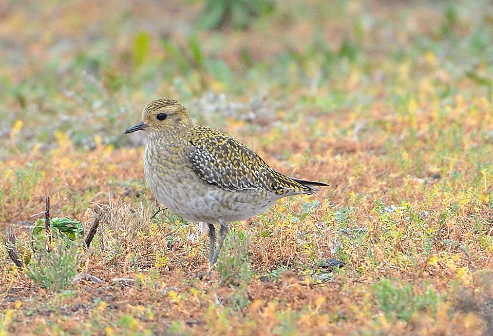 File:Pluvialis apricaria Norfolk 1.jpg