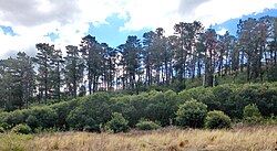 Pinus radiata (radiata or Monterey pine) is an invasive species in Australia (pictured), New Zealand, and South Africa.