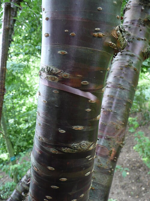 File:Prunus canescens trunk 01 by Line1.jpg