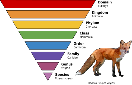 Graph showing the main taxonomic ranks of Vulpes vulpes