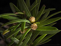 Male cones