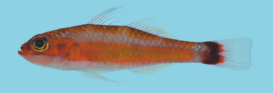 File:Trimma caudomaculatum female 21.5 mm, Rabaul.jpg
