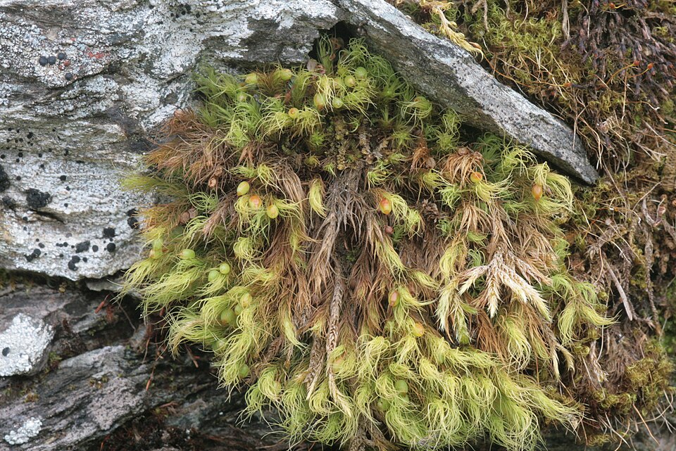 File:Bartramia halleriana (a, 113705-471214) 6391.JPG