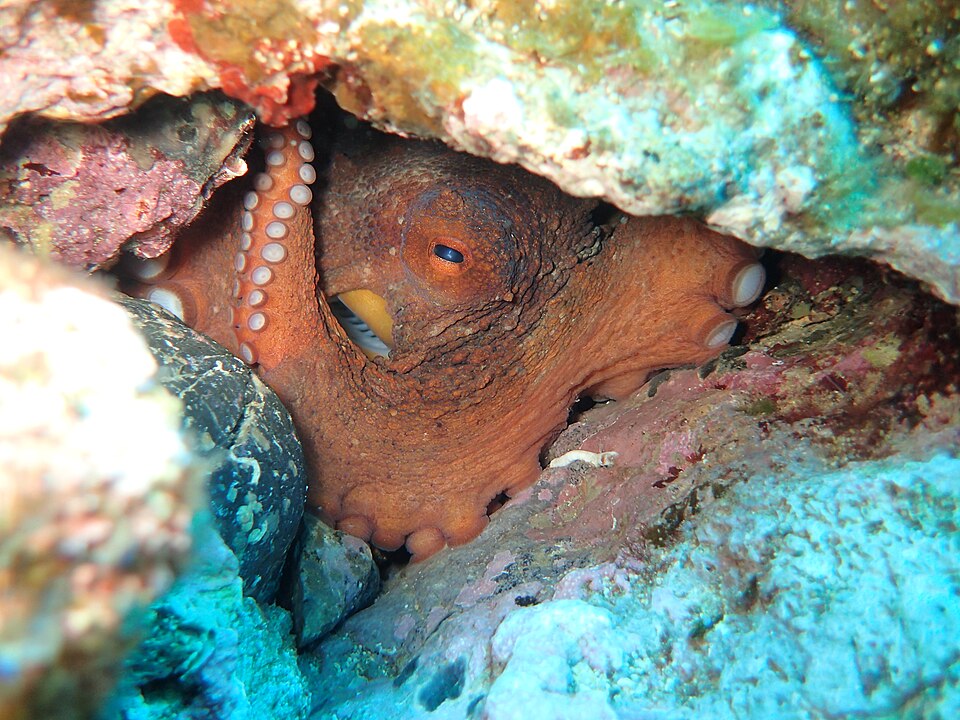 File:Common octopus.jpg