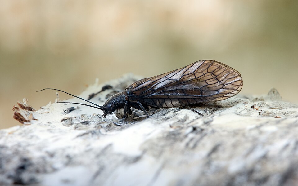 File:Florfliege Alderfly Sialis lutaria.jpg