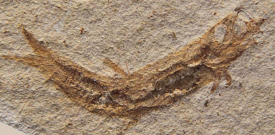 File:Leptolepides sprattiformes.jpg