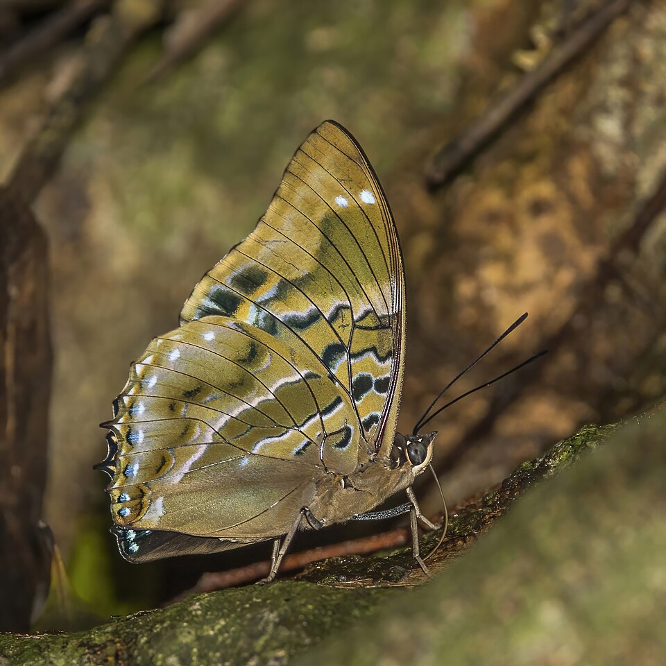 File:Lesser blue charaxes (Charaxes numenes) underside.jpg