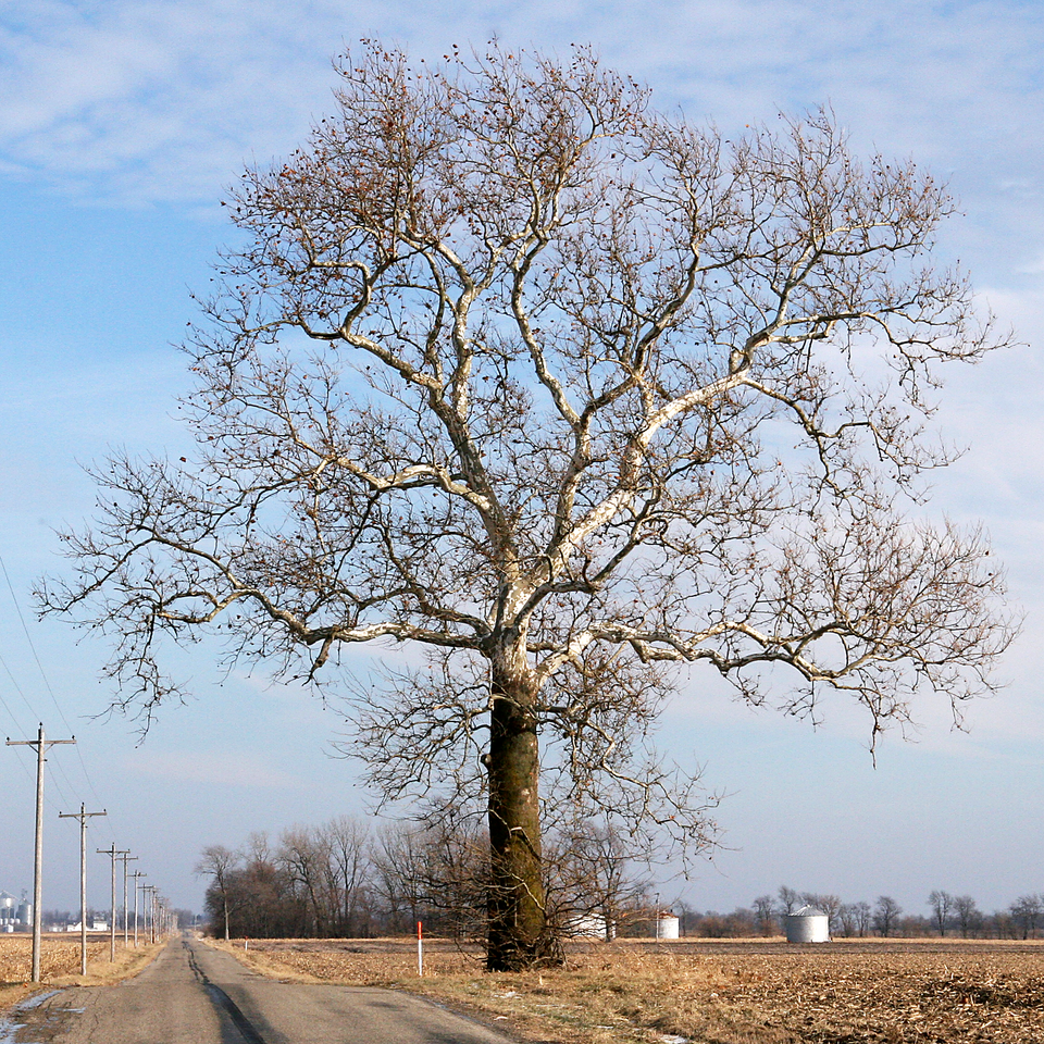 File:Sycamore in Warren County, Indiana.png