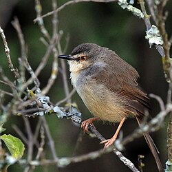 Tawny-flanked prinia Prinia subflava Kenya