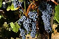 Thomcord grapes