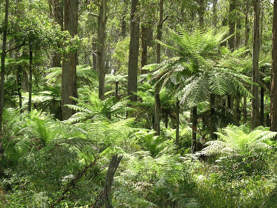 File:Werrikimbe.jpg