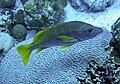 Schoolmaster snapper over brain coral