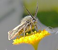 Thumbnail for version as of 18:19, 31 July 2012