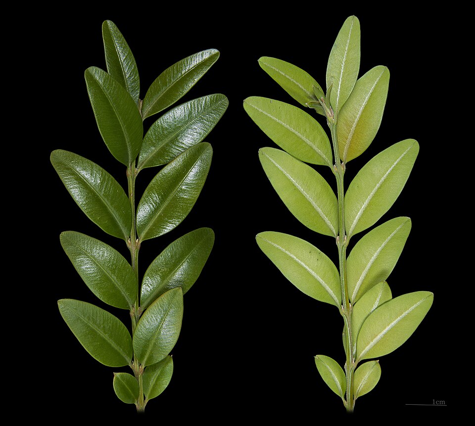 File:BuisFeuille.jpg