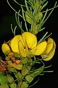 Thumbnail for version as of 10:26, 4 September 2021