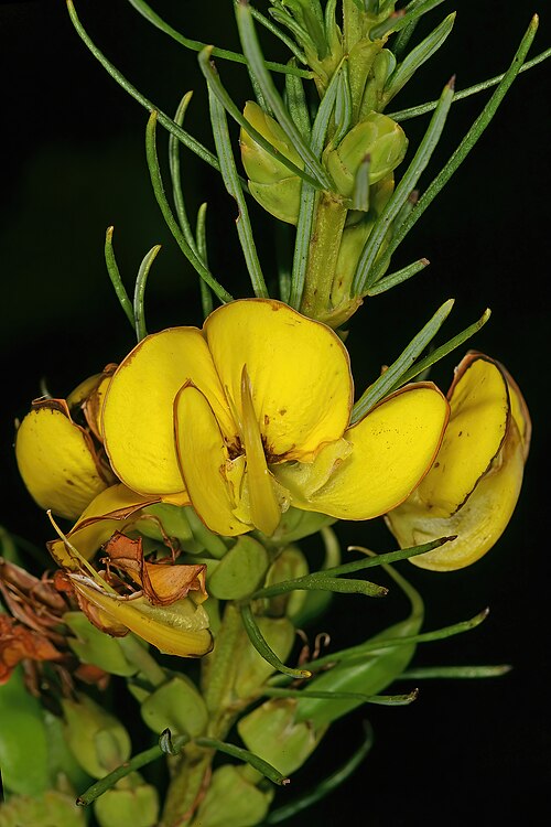 File:Cyclopia sessiliflora 1DS-II 5670.jpg