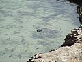 Common Seal (Phoca vitulina)