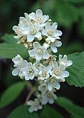 waxflower, Forest Road 144