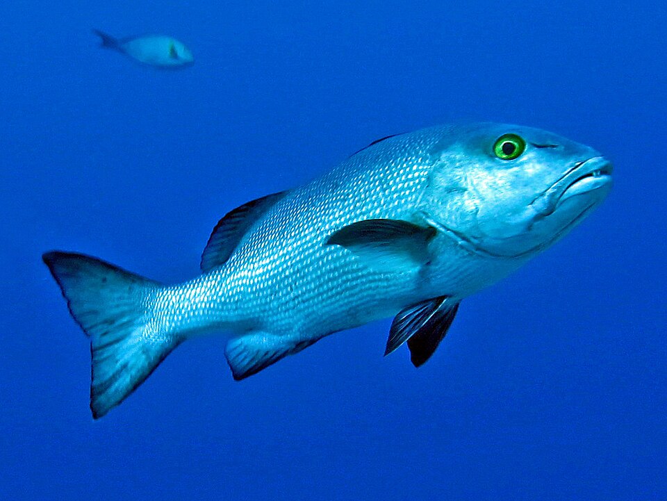 File:Lutjanidae - Lutjanus boha.JPG