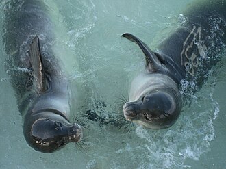 Hawaiian monk seals