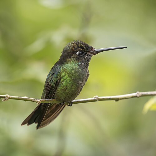 Talamanca hummingbird