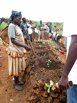 Trees planting during the World Environment Day 2012 in Konso, Ethiopia