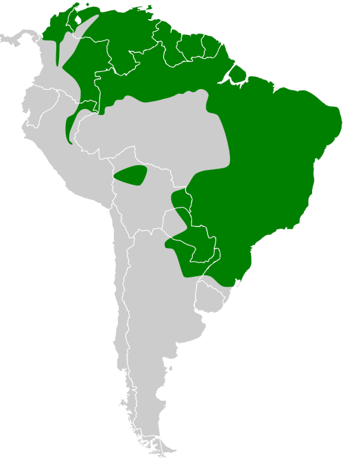 File:Arundinicola leucocephala map.svg