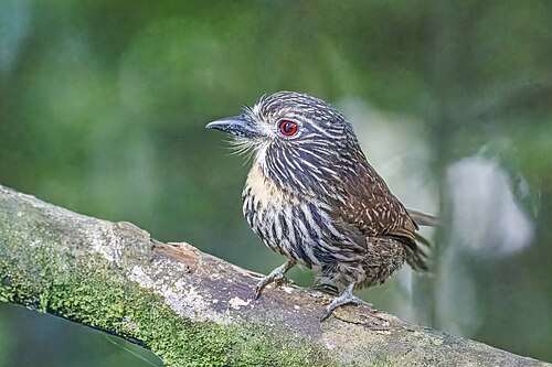 Black-streaked puffbird Malacoptila fulvogularis Ecuador