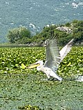 Dalmatian Pelican at Lake Skadar