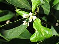 Flowers and fruit