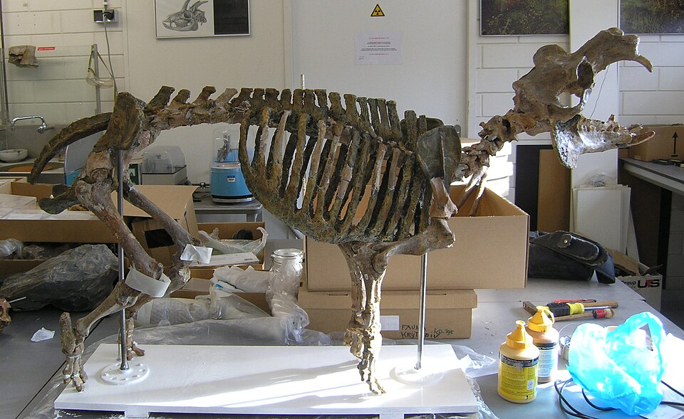 File:Hippo-Cyprus.JPG