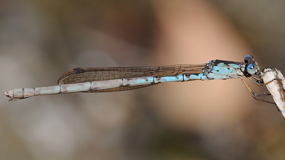 File:Indolestes peregrinus(Female,Japan,2018.06.12).jpg