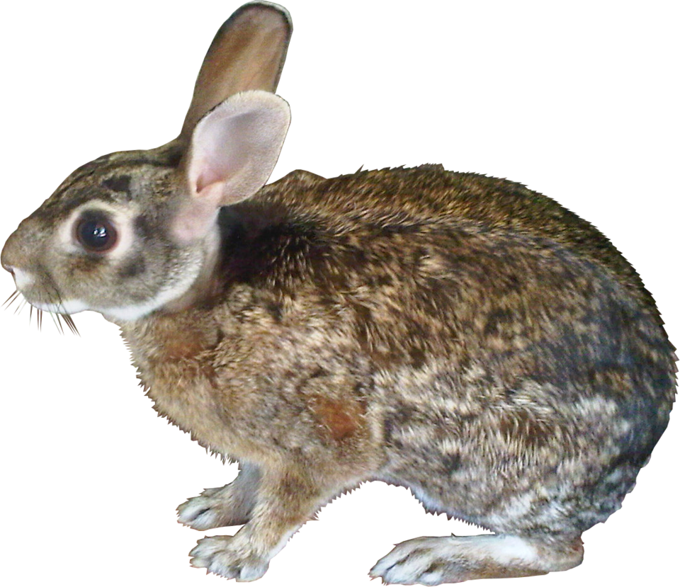 File:Liebre.png