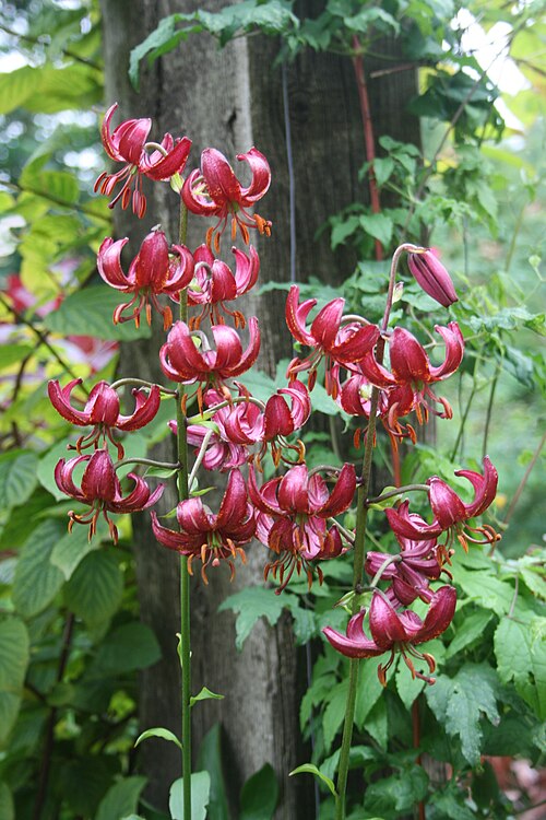 File:Lilium 'Kalna Karalis' 2013 015.JPG