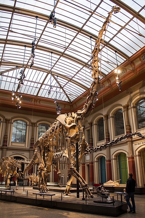 File:Museum für Naturkunde (36556352434).jpg