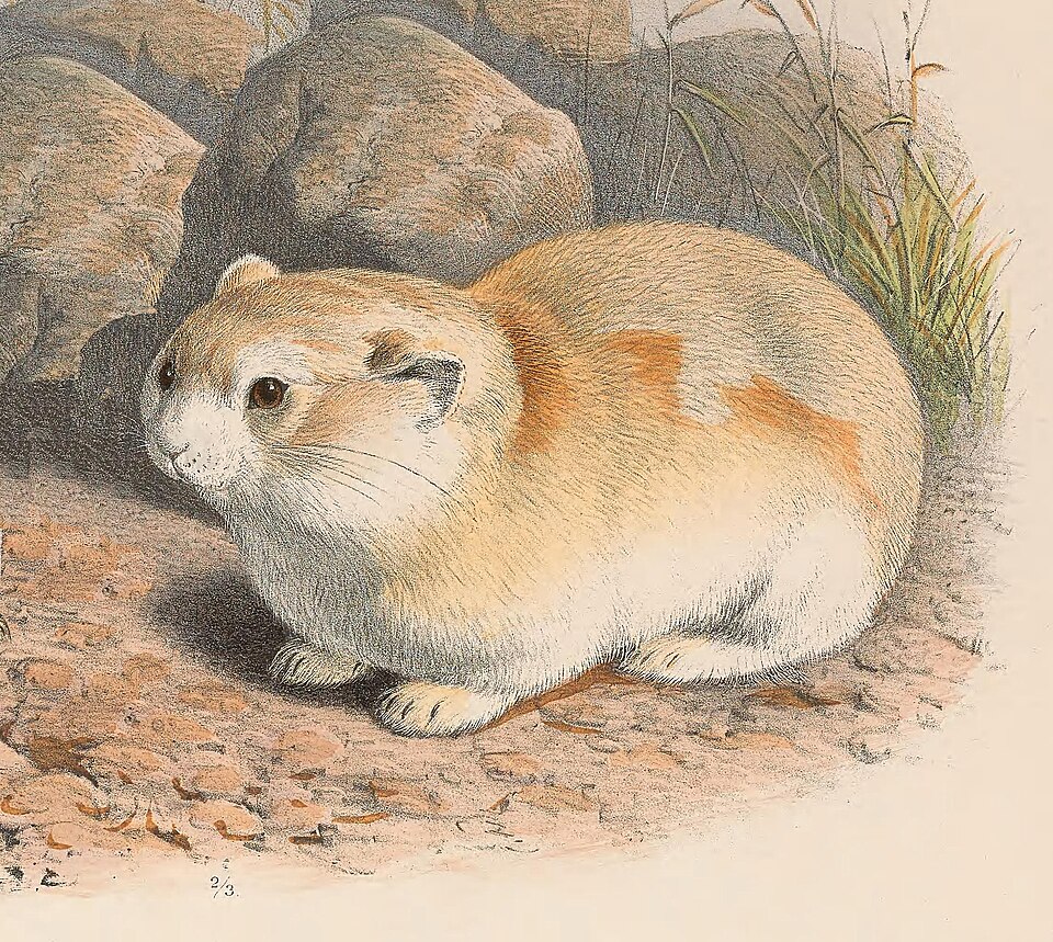 File:Ochotona koslowi.jpg