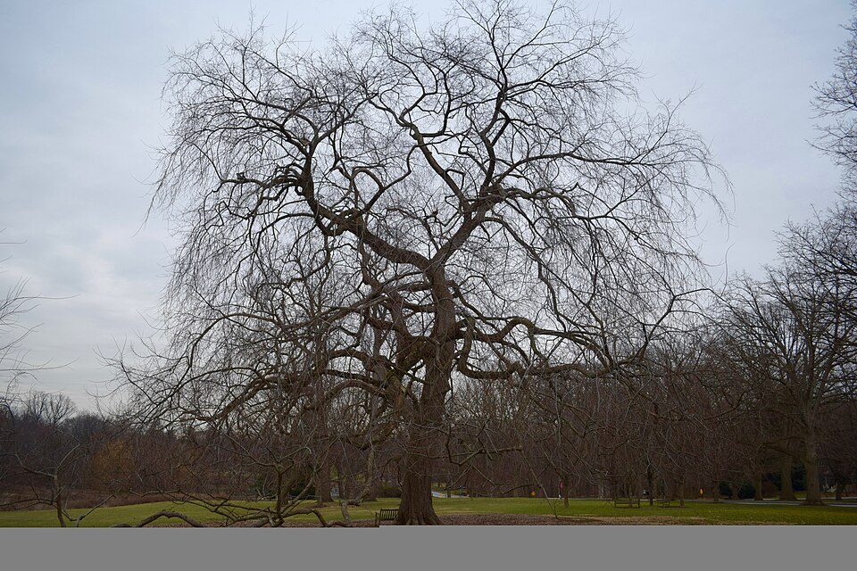 File:Penn Treaty Elm.jpg