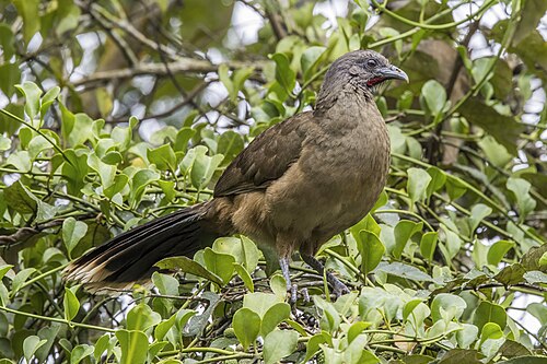 Plain chachalaca Ortalis vetula Guatemala