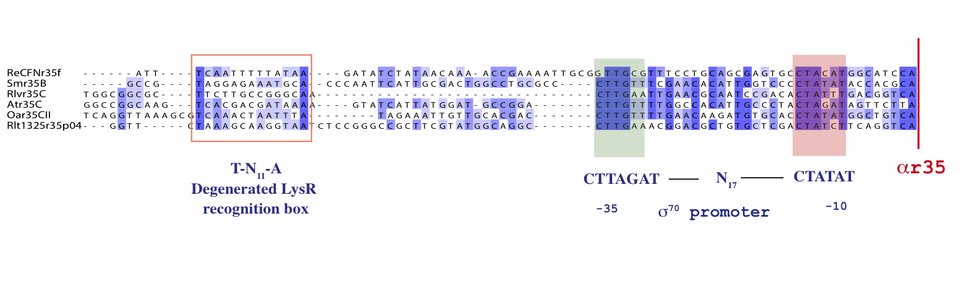 File:PromotersB35.png