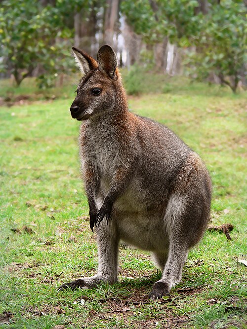 File:Red necked wallaby444.jpg