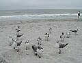 Thumbnail for version as of 14:05, 17 February 2007